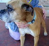 Mona the Senior Boxer