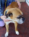 Mona the Senior Boxer