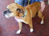 Mona the Senior Boxer