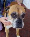 Mona the Senior Boxer