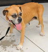 Mona the Senior Boxer