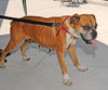 Mona the Senior Boxer