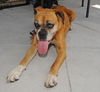 Mona the Senior Boxer