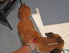 Mona the Senior Boxer