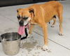 Mona the Senior Boxer