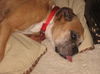 Mona the Senior Boxer
