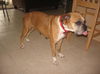 Mona the Senior Boxer
