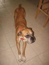 Mona the Senior Boxer