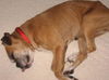 Mona the Senior Boxer