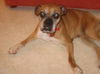Mona the Senior Boxer