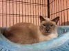 Panther the Blue Point Siamese