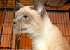 Panther the Blue Point Siamese
