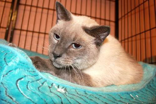 Panther the Blue Point Siamese