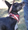 Maxwell the Ibizan Hound Mix