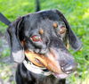 Bruce the Dachshund