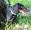 Bruce the Dachshund