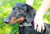 Bruce the Dachshund