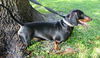 Bruce the Dachshund