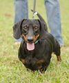Bruce the Dachshund