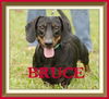 Bruce the Dachshund