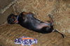 Bruce the Dachshund