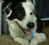 Oreo the Australian Shepherd