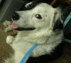 Oreo the Australian Shepherd