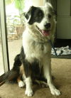 Oreo the Australian Shepherd