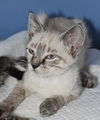 Muncher the Lynx Point Siamese Kitten