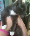 Sam the Kitten