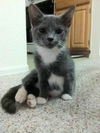 Sam the Kitten