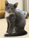 Sam the Kitten