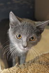 Sam the Kitten