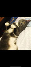 Sam the Kitten