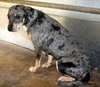 Evangeline the Shy Catahoula