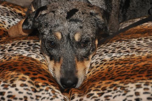 Evangeline the Shy Catahoula