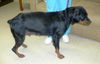 Viktoria the Rottie