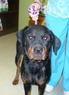 Viktoria the Rottie