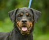 Viktoria the Rottie