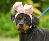 Viktoria the Rottie