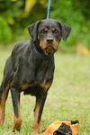 Viktoria the Rottie