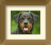 Viktoria the Rottie