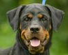 Viktoria the Rottie