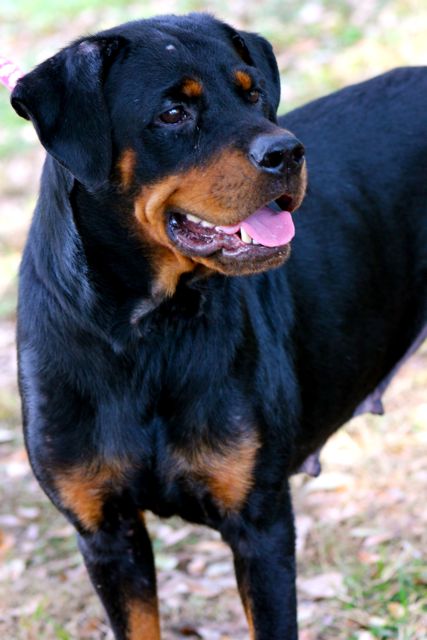 Viktoria the Rottie