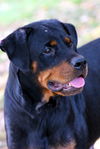 Viktoria the Rottie