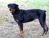 Viktoria the Rottie