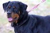 Viktoria the Rottie