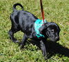 Greta the Rottie/Lab Puppy