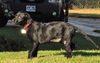 Greta the Rottie/Lab Puppy