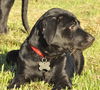 Greta the Rottie/Lab Puppy